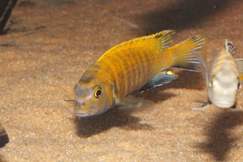 Tropheops sp. 'red fin' Usisya